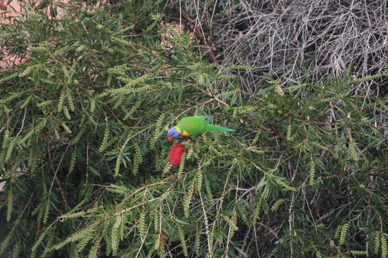 Rainbow Lorikeet, CP Fremantle
