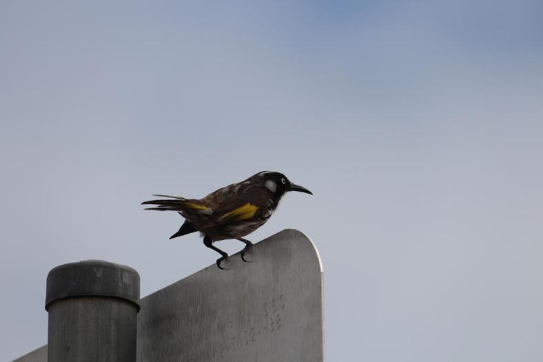 White-cheeked Honeyeater, CP Fremantle