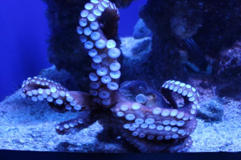 Octopus hangelt sich an der Wand hoch