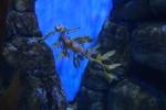 Ein Seadragon