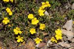 Cheeky yellow Buttercups, John Forrest NP