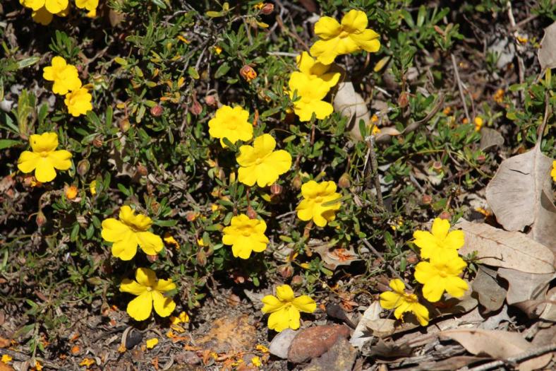 Cheeky yellow Buttercups, John Forrest NP