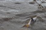 Ein Delfin zeigt sich kurz am Elizabeth Quay