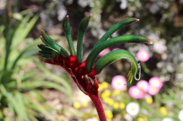 Red and Green Kangaroo Paw, Kings Park