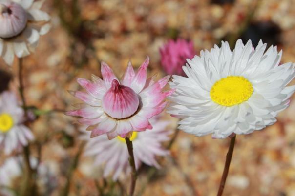 Pink White Everlastings