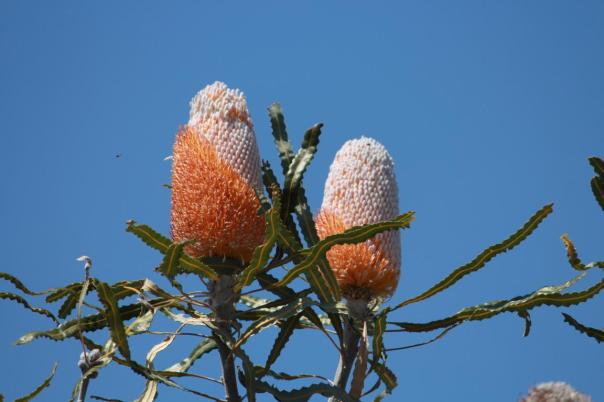 Acorn Banksia