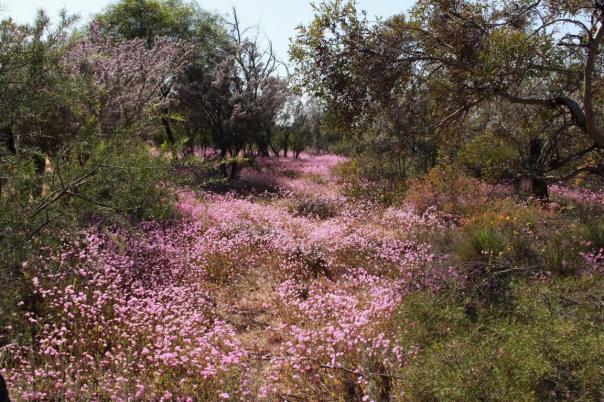 Depot Hill, Mingenew