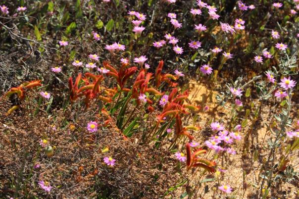 Cats Paws, Depot Hill, Mingenew