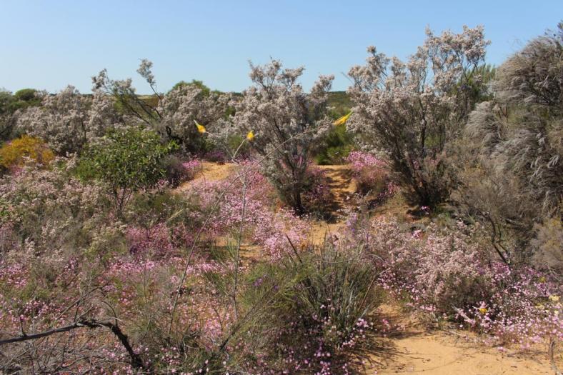 Depot Hill, Mingenew