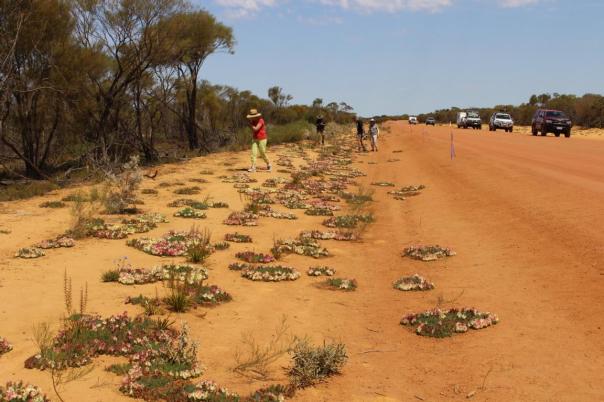 Wreath Flowers bei Pindar