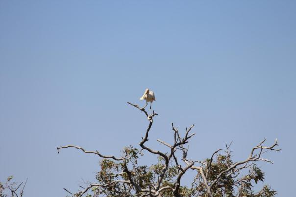 Spoonbill, Murchison River
