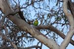 Thomas entdeckt glatt einen Wellensittich, Budgerigar, Murchison River