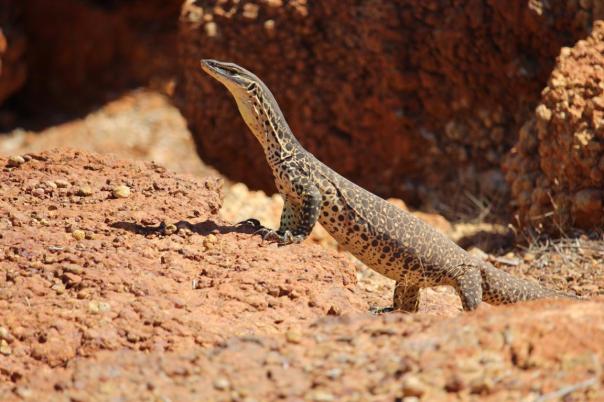Lizard am Bilung Pool
