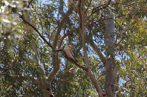 Blue-winged Kookaburra, Bilung Pool
