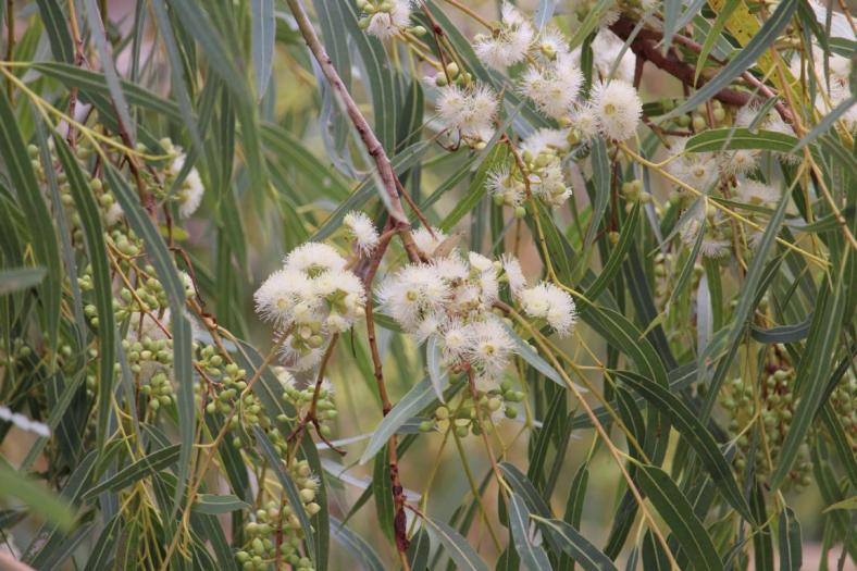 Die old River Gumtrees blühen, Bilung Pool