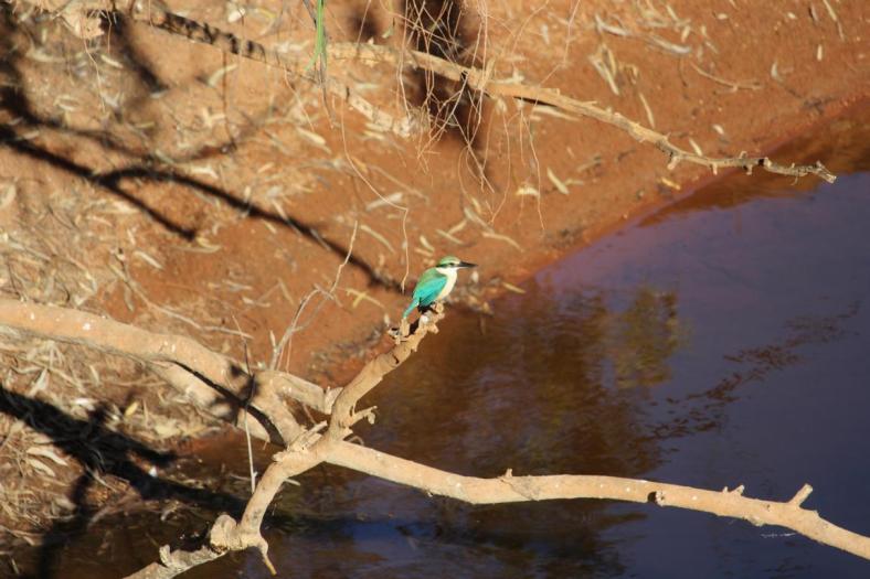 Sacred Kingfisher, Bilung Pool