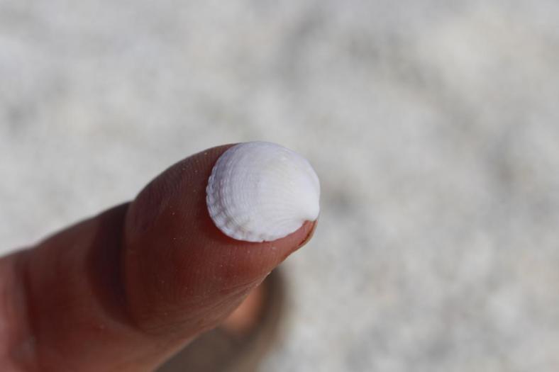 Fragum cockle heißt diese kleine Muschelform