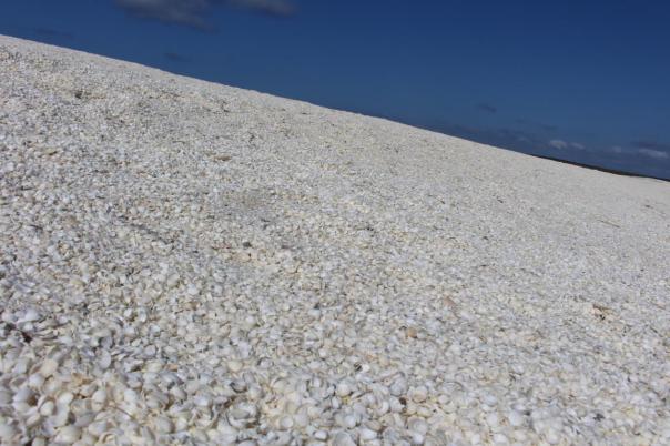 Shell Beach