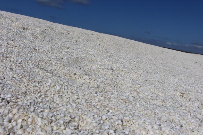 Shell Beach