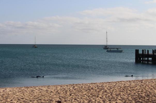 Bottlenose Dolphins, Monkey Mia