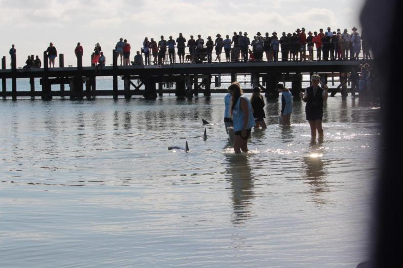 Hier ist was los, Monkey Mia