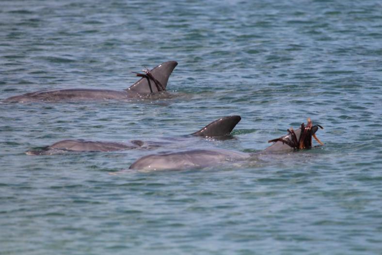Die drei haben im Seetang gestöbert, Monkey Mia