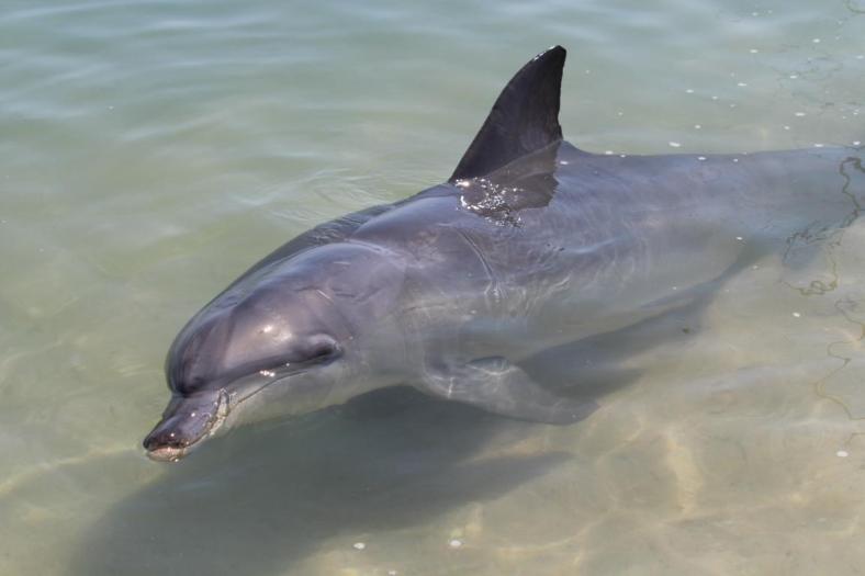 - Flipper - Erinnerung an die Fernsehserie
