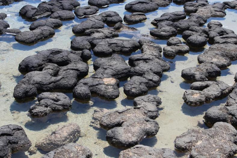 Stromatoliten, Hamelin Pool
