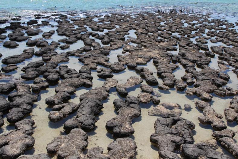 Stromatoliten, Hamelin Pool