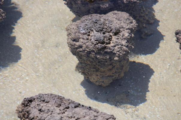 Stromatolith