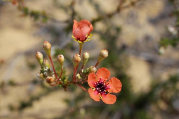 Kalbarri NP