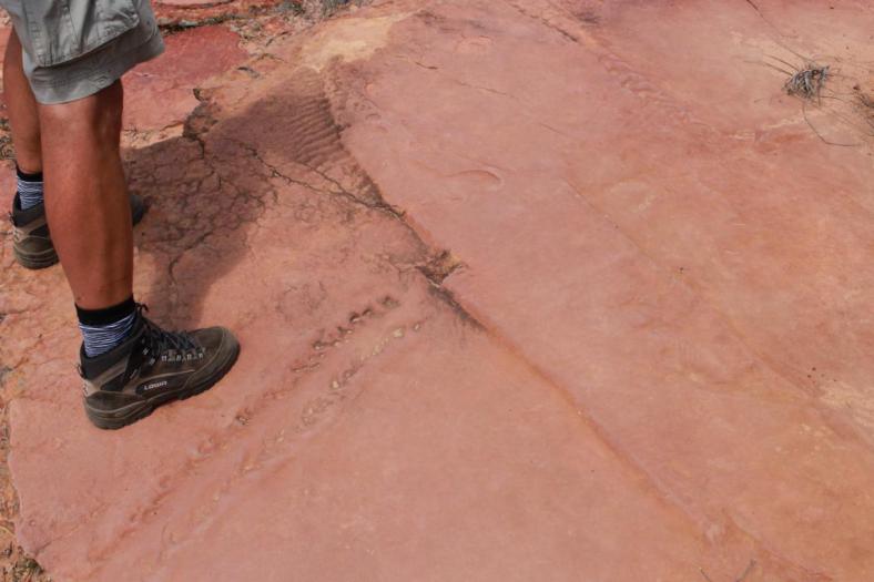 ...seine Abdrücke sind zu sehen, Kalbarri NP