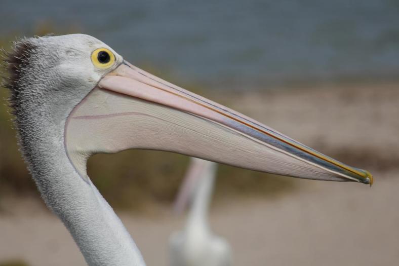 Australian Pelican, Kalbarri
