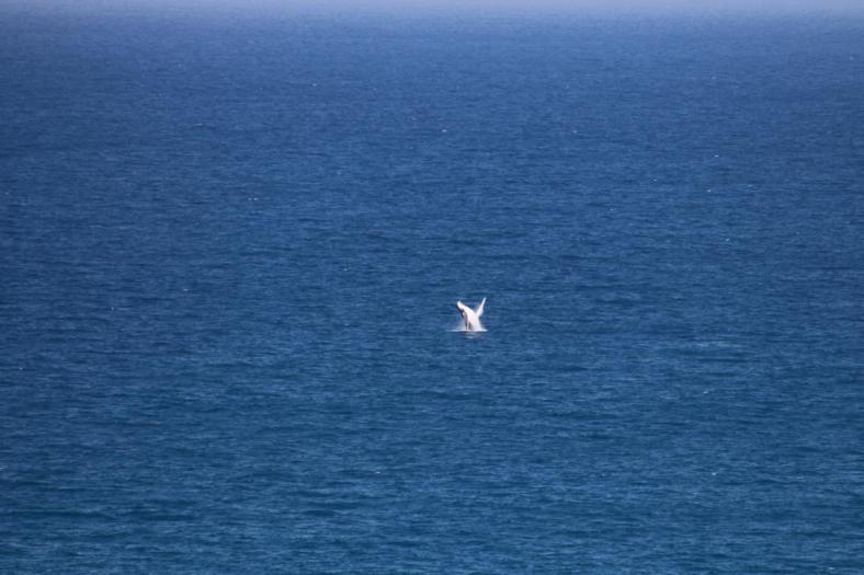 Ein junger Wal springt, Kalbarri NP