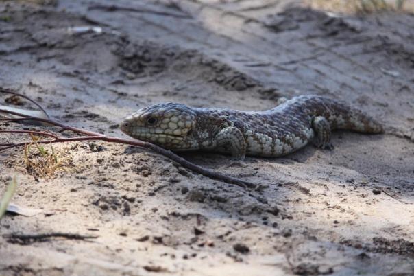 Bobtail Skink, Lake Indoon