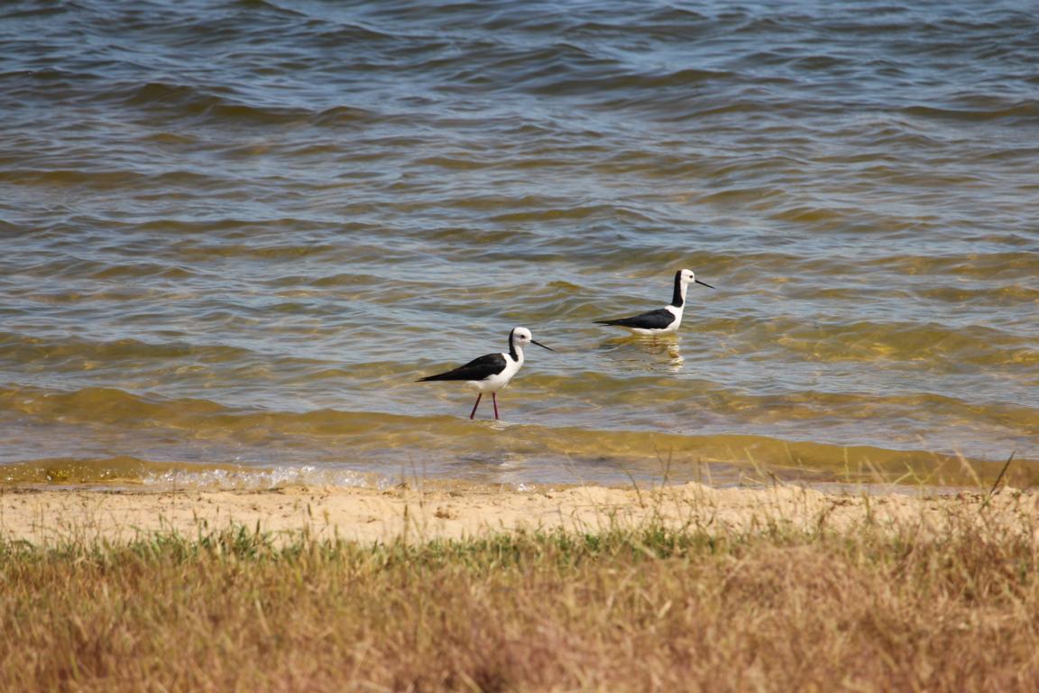 Black-winged Stilt, Lake Indoon