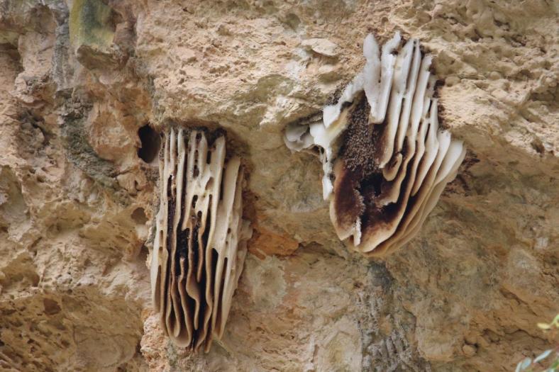 Bienenwaben am Ein- sowie Ausgang, Stockyard Gully Caves