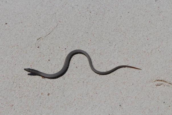 Legless Lizard, Nambung NP
