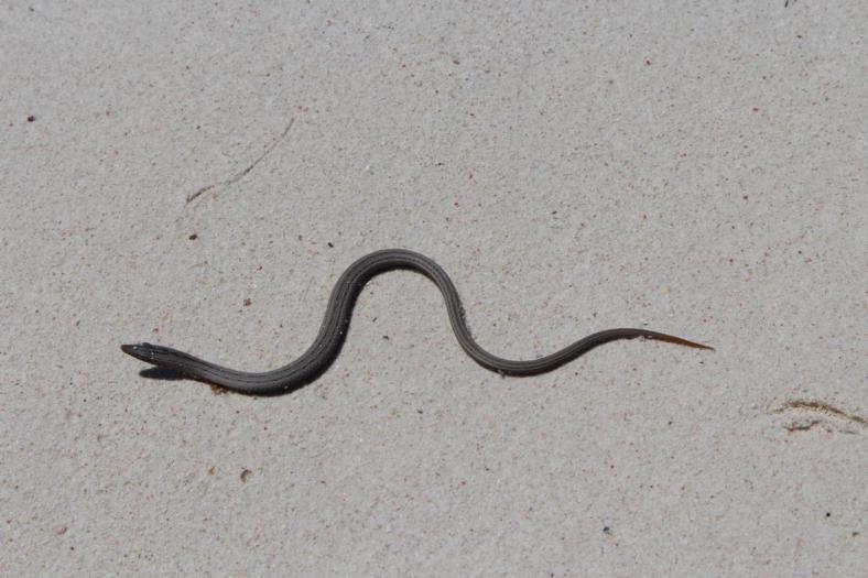 Legless Lizard, Nambung NP