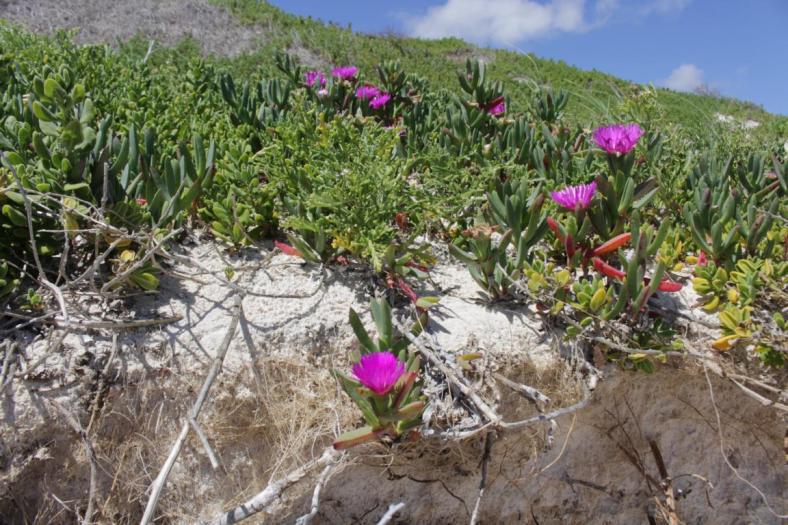 Nambung NP