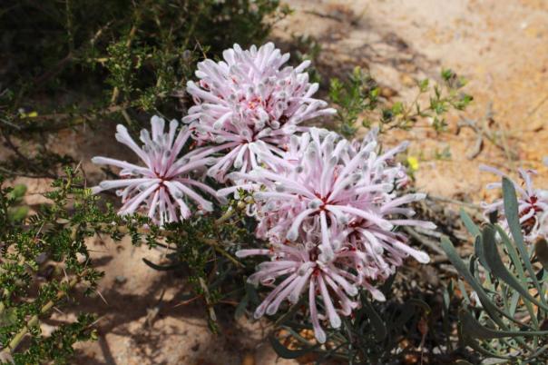 Pixie Mops, Lesueur NP