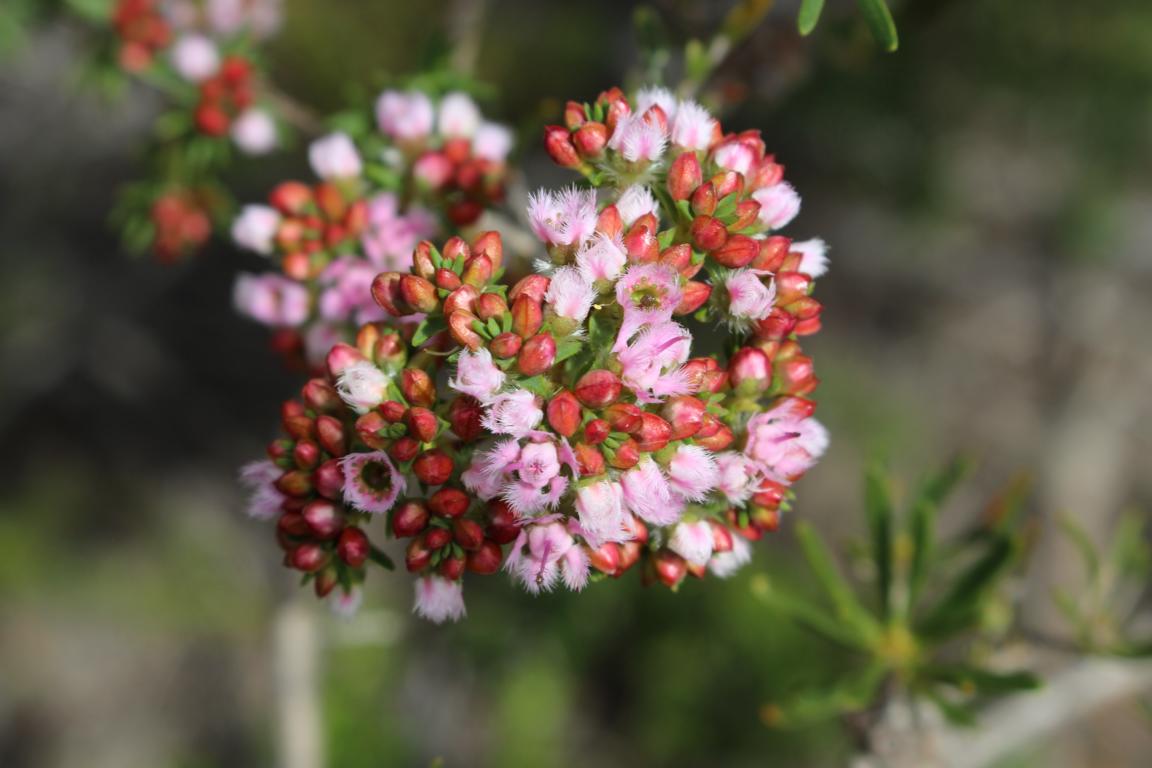 Compacted featherflower, Lesueur NP