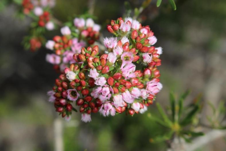 Compacted featherflower, Lesueur NP
