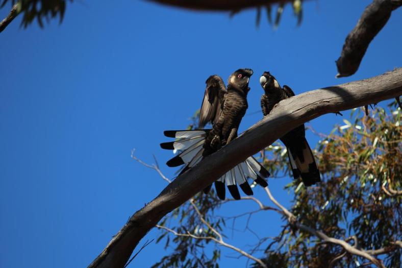 Carnaby's Black-CockatooBlack-Cockatoo, Moora