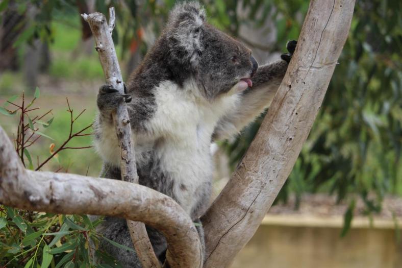 Koala, Yanchep NP