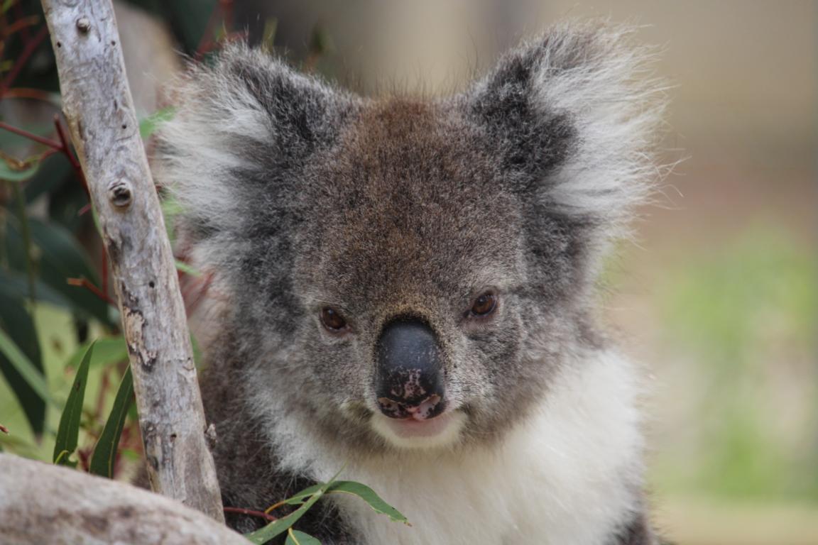 Koala, Yanchep NP
