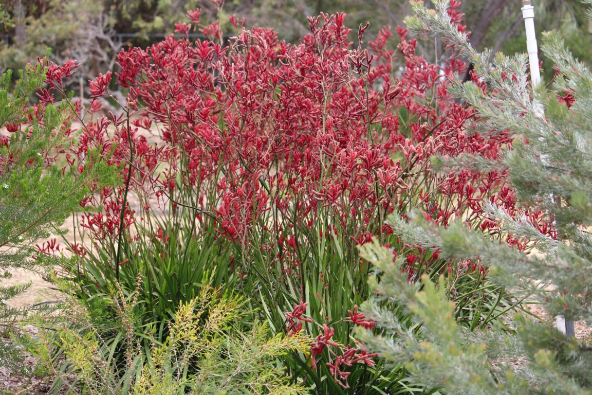 Red Kangaroo Paws, Yanchep NP