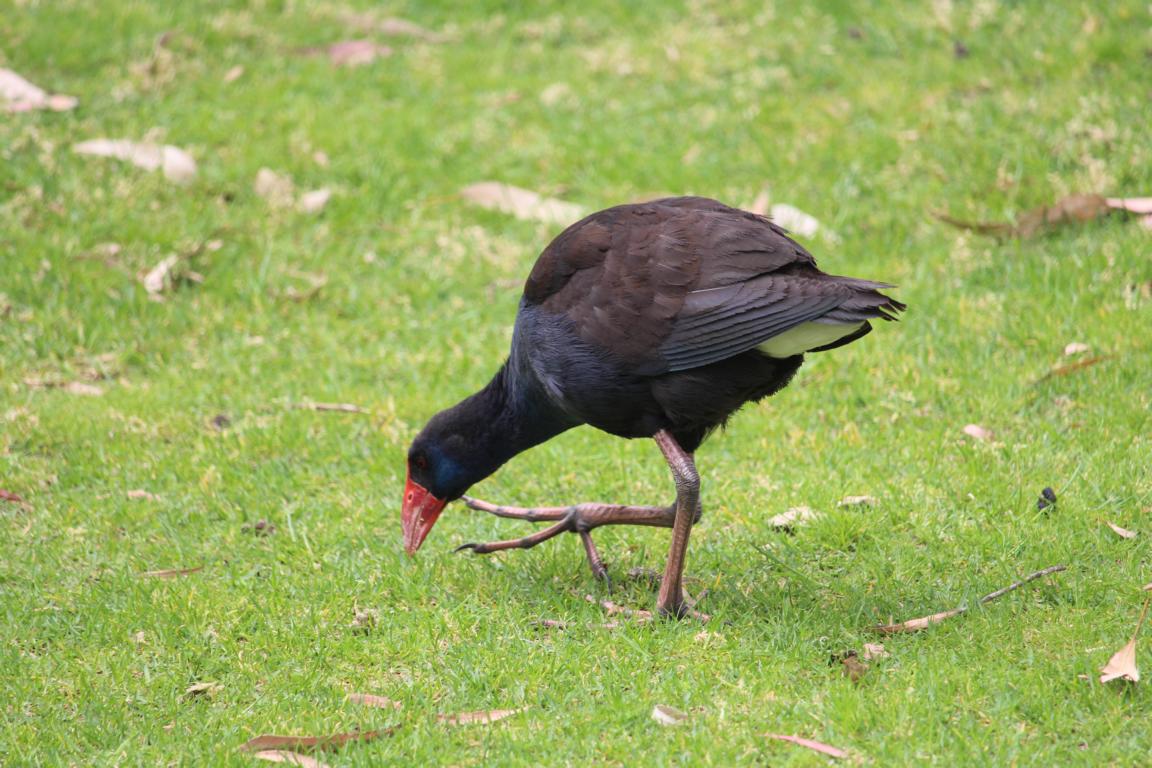 Purple Swamphen, Yanchep NP