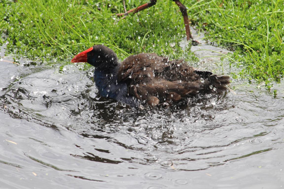 .... bei der Morgentoilette