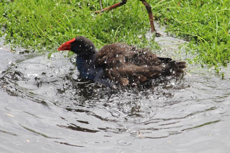.... bei der Morgentoilette